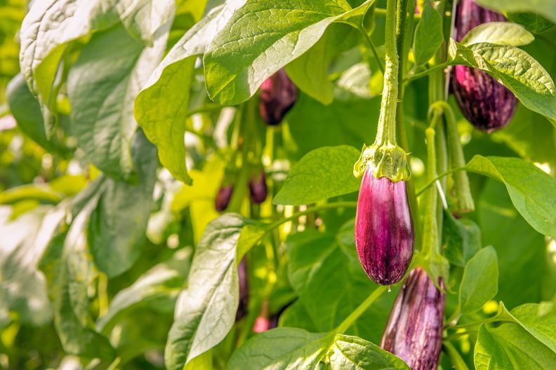 Put Mauritius top of your post-Covid-19 travel list: Touring the Aubergine Garden at LUX* Belle Mare