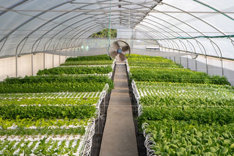 Put Mauritius top of your post-Covid-19 travel list: Touring the Aubergine Garden at LUX* Belle Mare