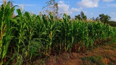 SA leads Africa's maize trade during Covid-19