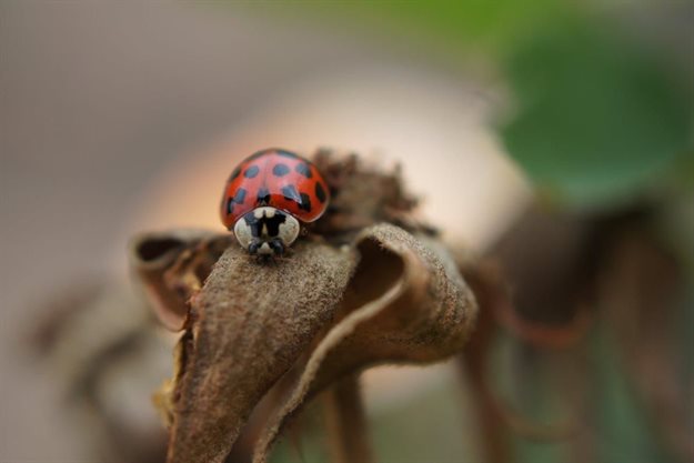 The Harlequin ladybird, an invasive species native to Asia, cause damage to ecosystems by reducing the population sizes of native ladybird species. They are also a great nuisance causing economic losses by tainting wine with their bitter secretions, and by damaging fruit crops. Photo: Ingrid Minnaar