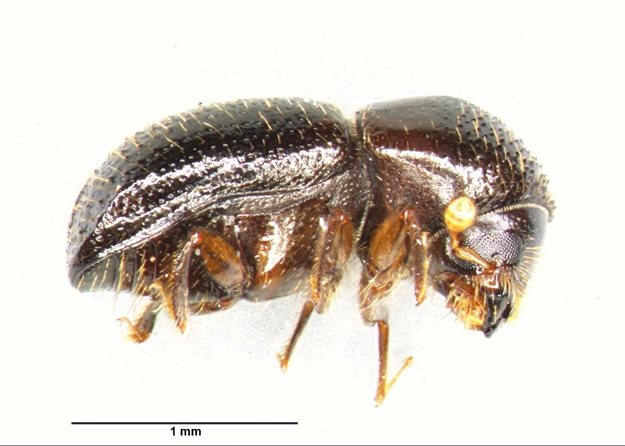 The Polyphagous Shot Hole Borer is an ambrosia beetle that is native to Asia and was first recorded in South Africa in 2017. This beetle and an associated fungus pose substantial threats to both native and alien trees in the country. At least 80 tree species, including 35 native, are known to be attacked. This invasion has already caused huge damage by killing large trees in urban areas. The full extent of impact of this invader on the South African urban environment will only be ascertained over time. Municipalities already face the costly removal of many heavily infested street trees. Photos: Samantha Bush, Trudy Paap