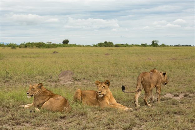 With tourism revenue drying up due to Covid-19, the debate surrounding trophy hunting of wildlife species like African lions is more relevant now than before. Image: Alex Braczkowski
