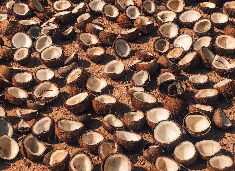 Coconut oil production threatens five times more species than palm oil - new findings