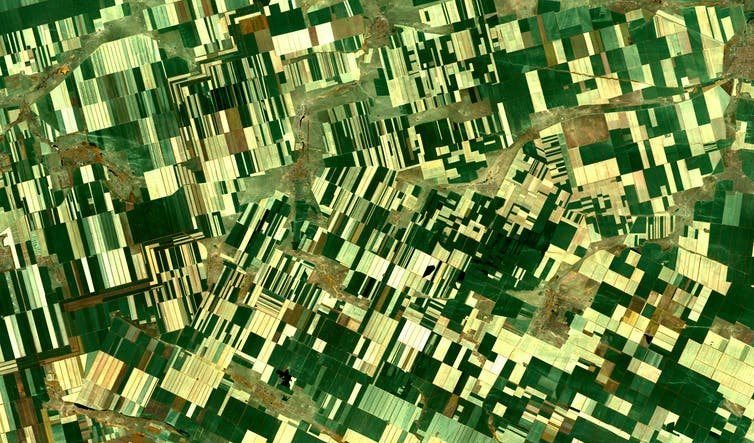 Smaller farmers fields can be beneficial to wild species. (Shutterstock)