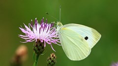 Biodiversity in the balance - degradation threatens economic prosperity