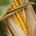 Maize meal initiative launched to help feed SA's vulnerable