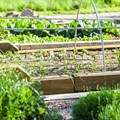 Urban farming: Is it financially and spatially feasible?