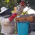 Beekeepers demonstrate resilience during Covid-19