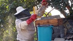 Beekeepers demonstrate resilience during Covid-19