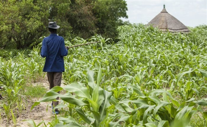 This is how rural areas can be developed through agriculture