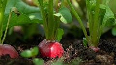 FAO launches platform to help global community reduce food loss, waste