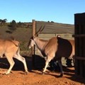 Eland released in Western Cape wine estate to boost ecosystem diversity