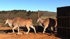 Eland released in Western Cape wine estate to boost ecosystem diversity