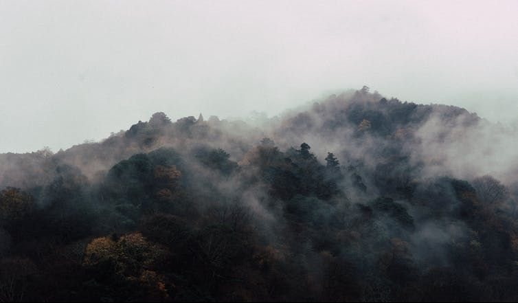 Are young trees or old forests more important for slowing climate change?