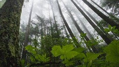 Are young trees or old forests more important for slowing climate change?