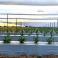 Namibia harvests first commercial blueberries thanks to smart irrigation