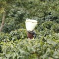 Do you know where your coffee comes from? The Covid-19 pandemic has highlighted the importance of knowing about our supply chains. Here, a woman carries harvested coffee beans in a coffee plantation in Mount Gorongosa, Mozambique, in August 2019. (AP Photo/Tsvangirayi Mukwazhi)