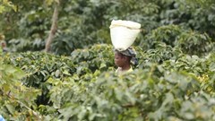 Do you know where your coffee comes from? The Covid-19 pandemic has highlighted the importance of knowing about our supply chains. Here, a woman carries harvested coffee beans in a coffee plantation in Mount Gorongosa, Mozambique, in August 2019. (AP Photo/Tsvangirayi Mukwazhi)