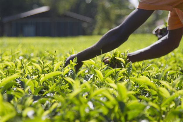 Image source: Gallo/Getty
