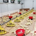 Emerging poultry farmers to get hands-on experience with advanced KZNPI chicken house