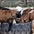 Update on the FMD disease outbreak in Limpopo