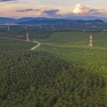 A palm oil plantation in Malaysia. (Shutterstock)
