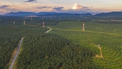 A palm oil plantation in Malaysia. (Shutterstock)