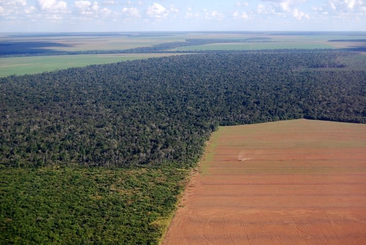 A large soy field cuts into the forest in Brazil. (Shutterstock)
