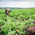 Africa has a growing food security problem: why it can't be fixed without proper data