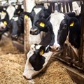 Genomic test for dairy cows launched in SA