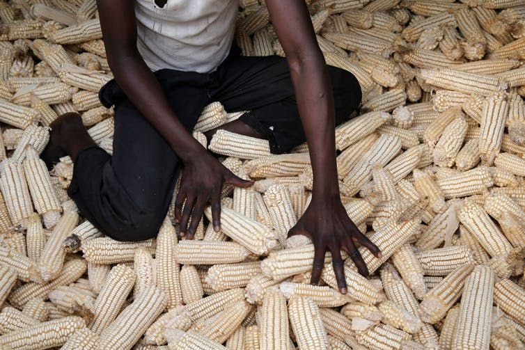 A farmer inspects his maize in Uganda. Photo by: Godong/Universal Images Group via Getty Images