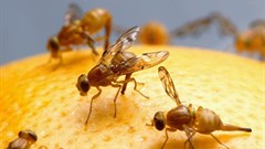ARC aims to free Southern Africa from the fruit fly