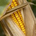 Will Zimbabwe's ambition to notably lift its maize production in 2020/21 materialise?