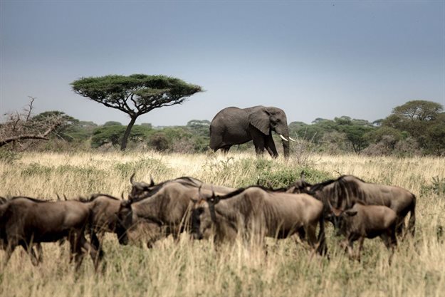An elephant and a confusion of wildebeest in the Serengeti. The Grumeti Concession, located in the Western Corridor of the Serengeti is a stronghold for an incredible variety of species, each playing an important role in maintaining the balance of this ecosystem. The Serengeti is also home to The Great Wildebeest Migration, one of Africa’s most iconic wildlife shows.