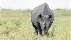 International commercial rhino horn trade remains prohibited