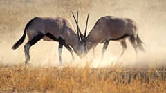 How to reverse global wildlife declines by 2050