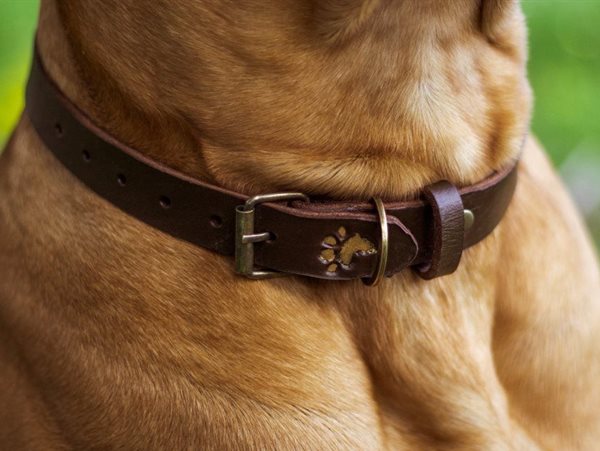 #DoBizZa: Local students start up Collars4Africa