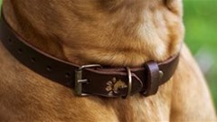 #DoBizZa: Local students start up Collars4Africa