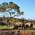 Wildlife Zones introduced to protect rhino