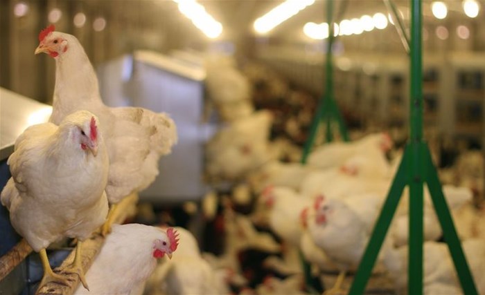 Poultry industry pushes master plan progress post Covid
