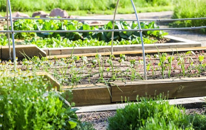 FAO launches Green Cities Initiative to help transform agri-food systems