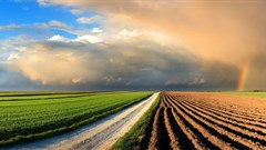 Outlook for the agricultural sector into 2021
