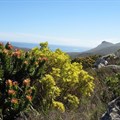Sustainable use of land vital for fynbos protection