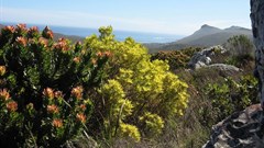 Sustainable use of land vital for fynbos protection