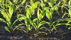 Fuel price drop, a boost for 2020/21 summer crop planting season