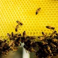 Nedbank, Boland Trees for Bees to safeguard honeybees