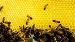 Nedbank, Boland Trees for Bees to safeguard honeybees