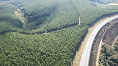 Global forest sector: Providing solutions for pandemic recovery