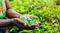 Cultivating agri development, economic growth in Africa