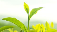 Green, integrated approaches could address food security challenges